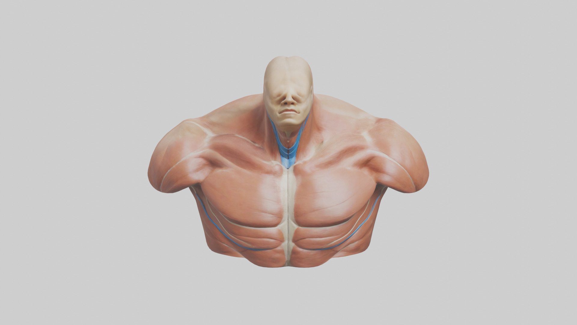 Human Latissimus Dorsi Model Low-poly 3D model_16