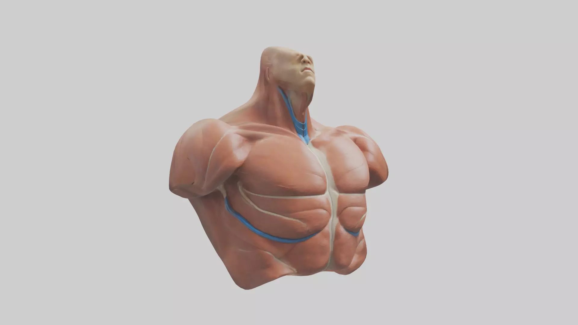 Human Latissimus Dorsi Model Low-poly 3D model_0
