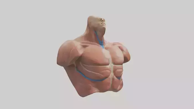 Human Latissimus Dorsi Model