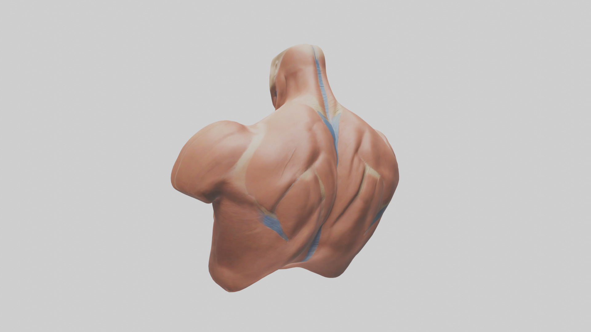 Human Latissimus Dorsi Model Low-poly 3D model_3