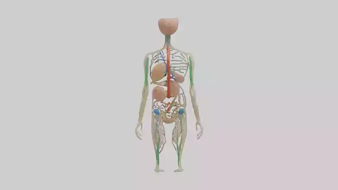 Human Lymphatic System Model