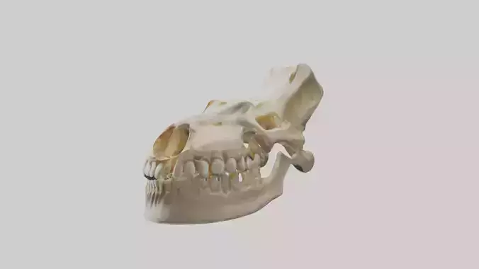 Human Mandible Model