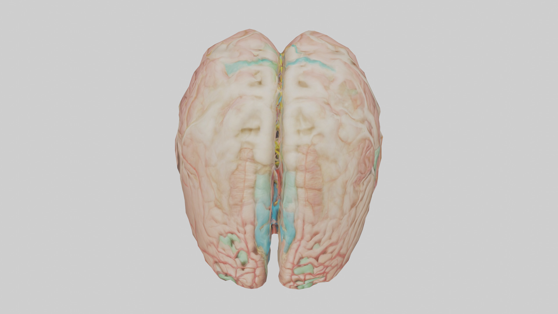 Human Medulla Oblongata Model Low-poly 3D model_14