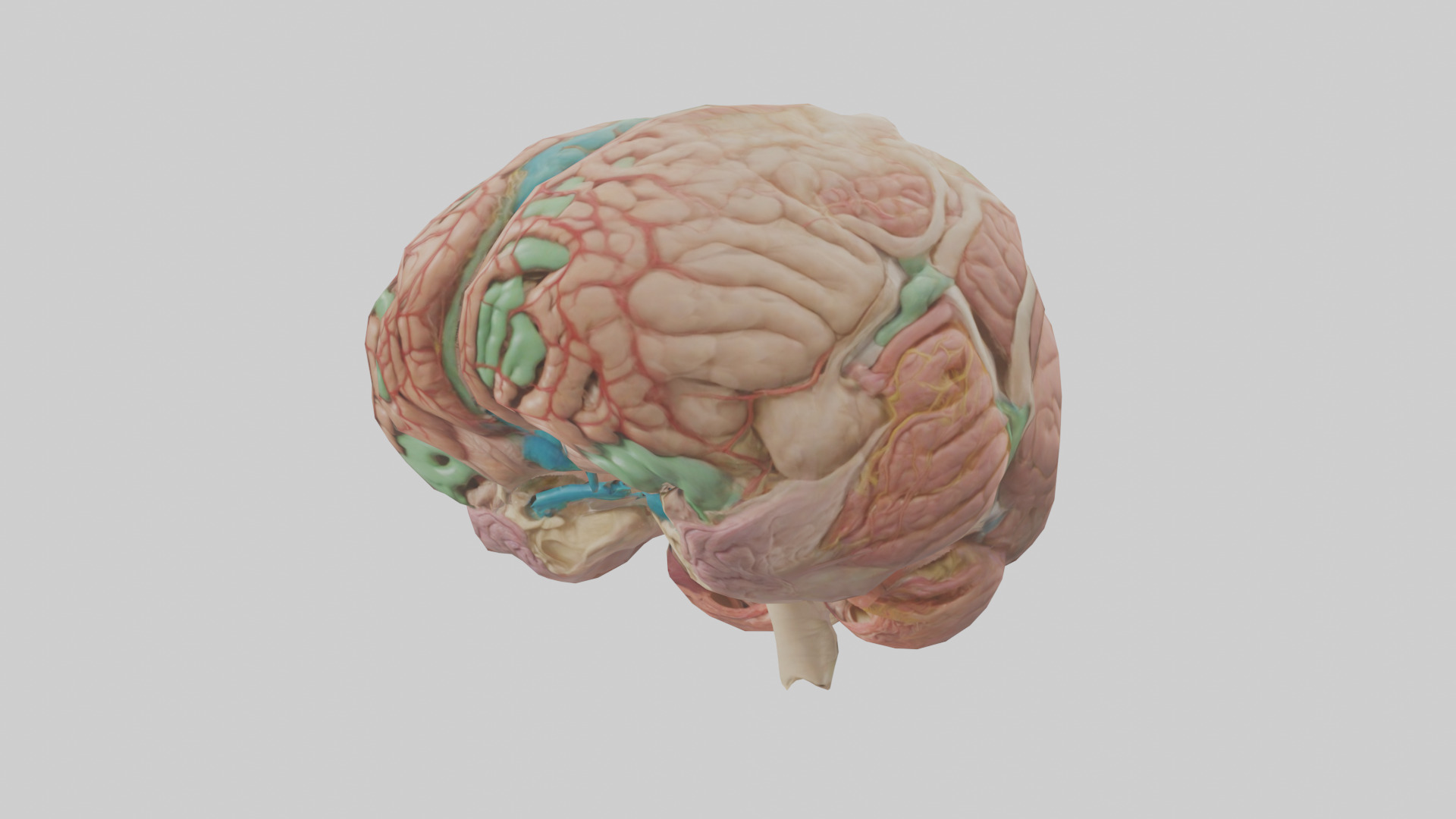 Human Medulla Oblongata Model Low-poly 3D model_10