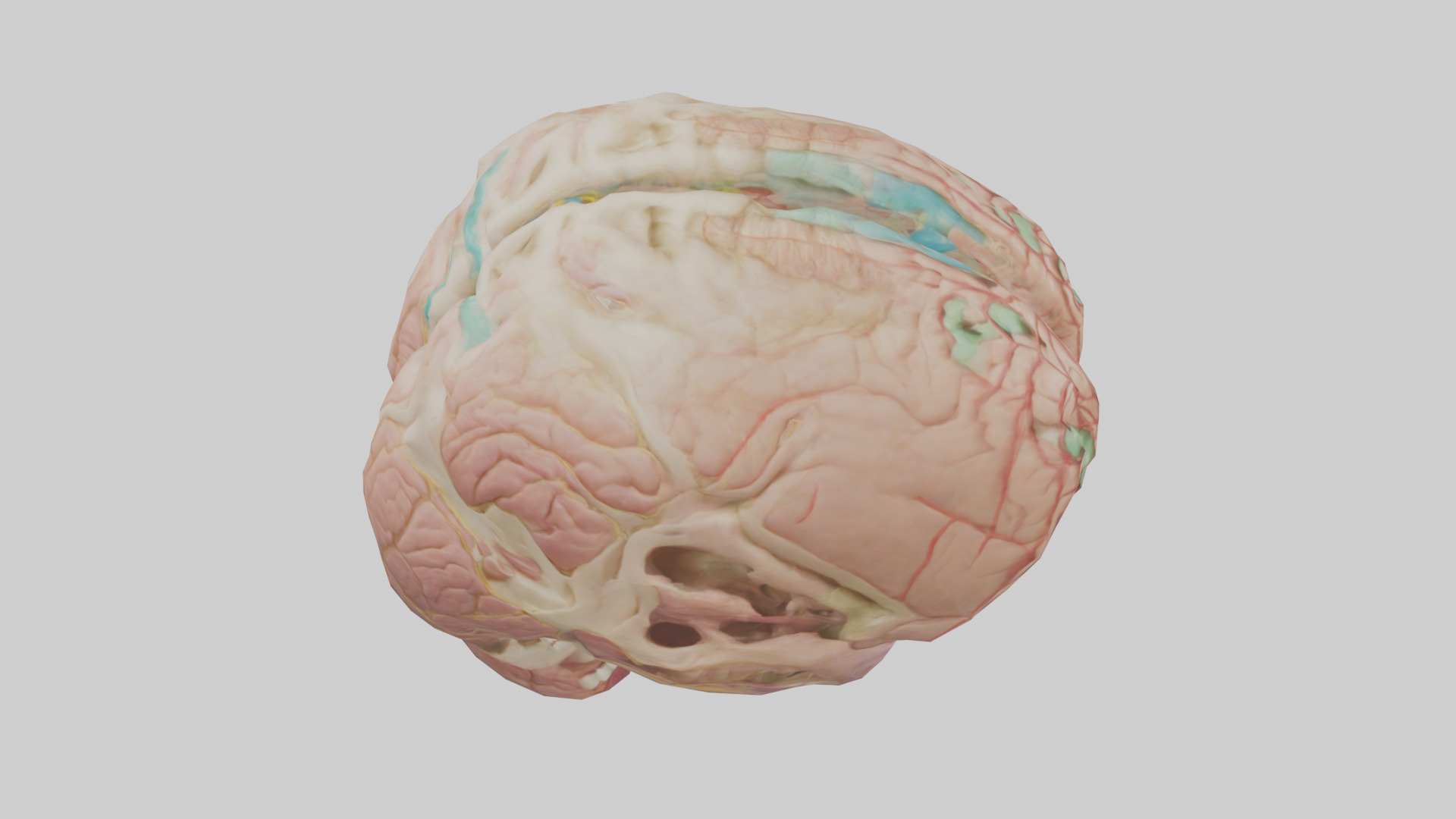 Human Medulla Oblongata Model Low-poly 3D model_18
