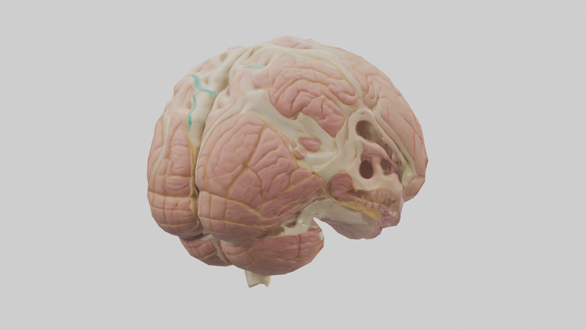 Human Medulla Oblongata Model Low-poly 3D model_3