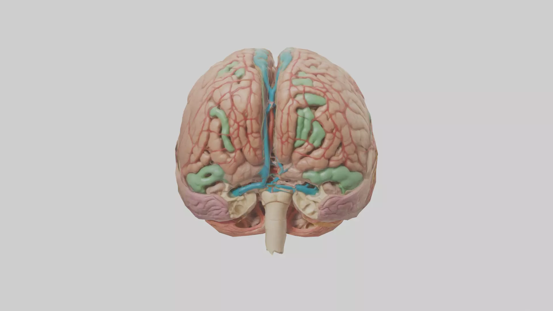 Human Medulla Oblongata Model Low-poly 3D model_0