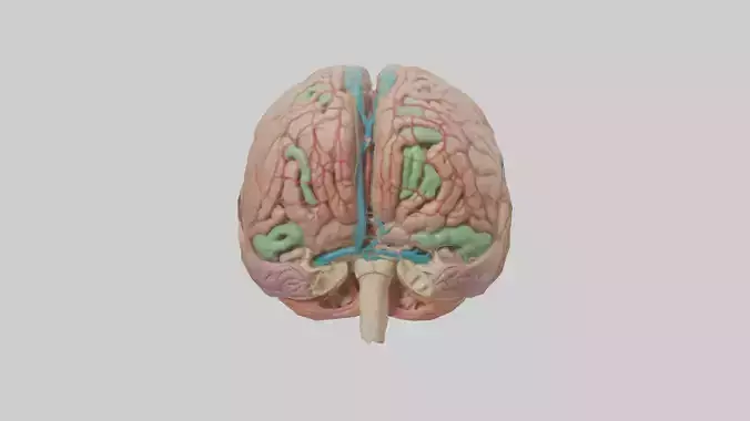 Human Medulla Oblongata Model