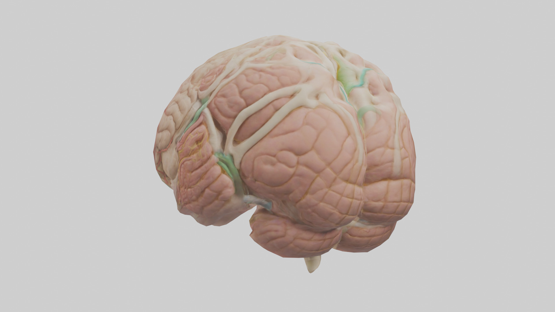 Human Medulla Oblongata Model Low-poly 3D model_2