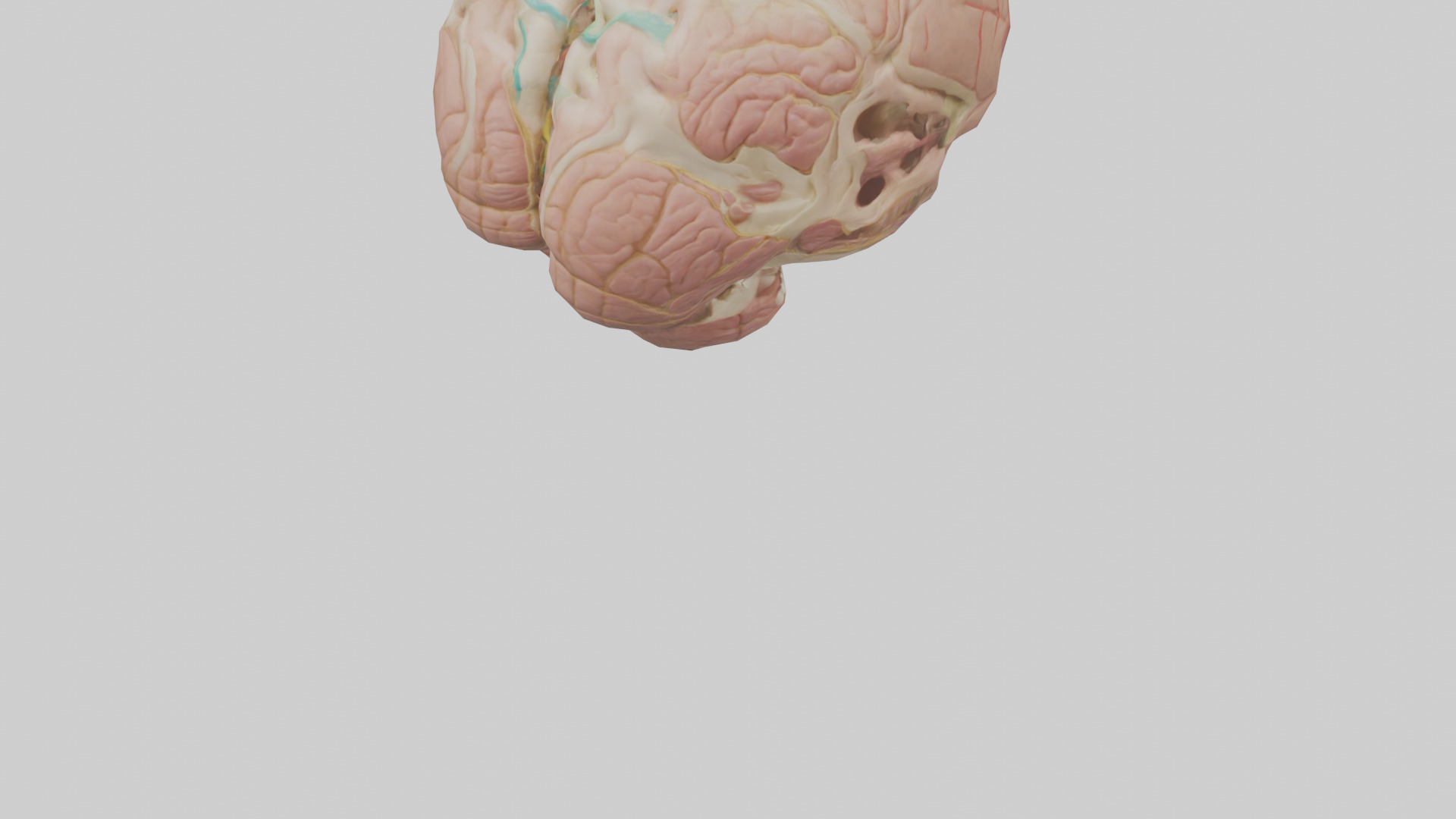 Human Medulla Oblongata Model Low-poly 3D model_5