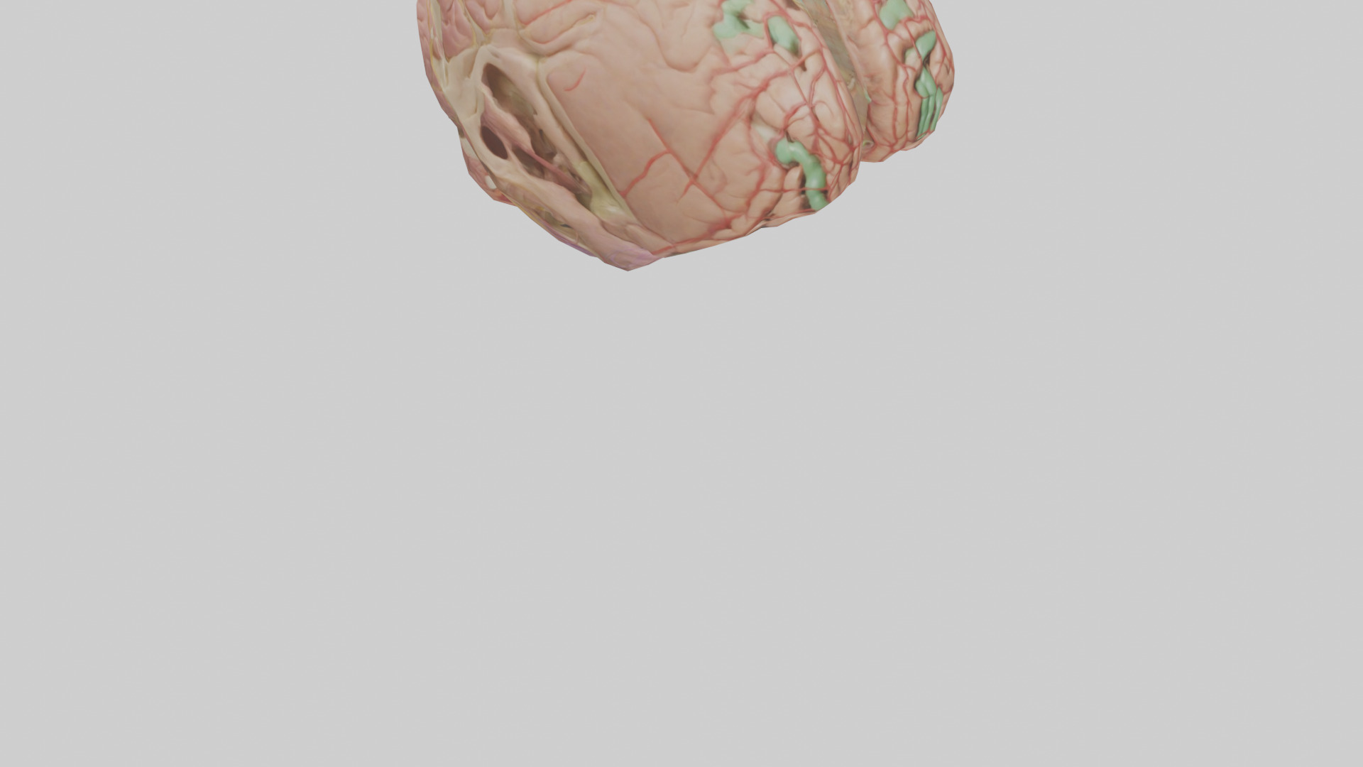 Human Medulla Oblongata Model Low-poly 3D model_7