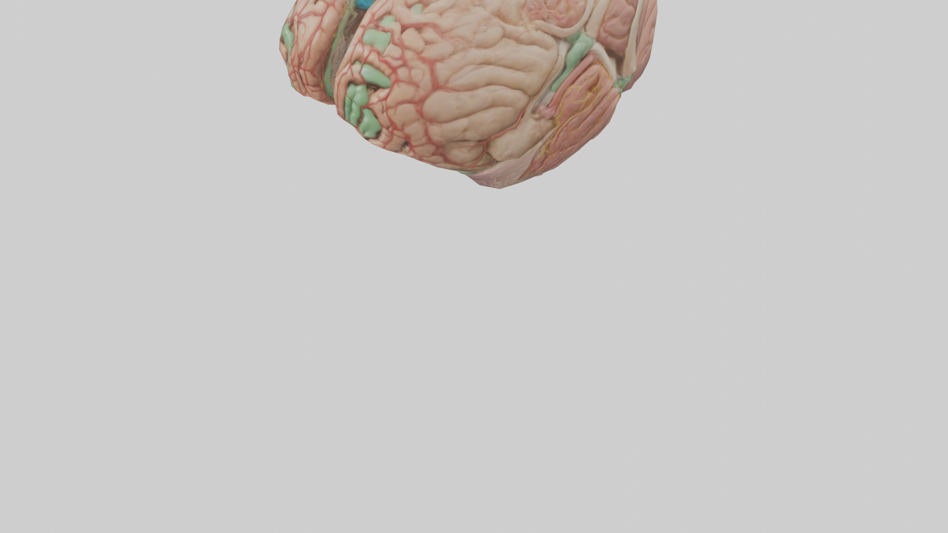 Human Medulla Oblongata Model Low-poly 3D model_6