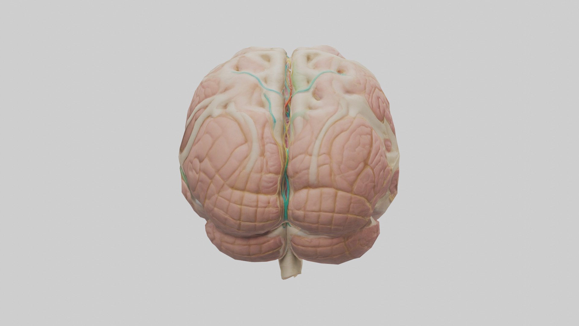 Human Medulla Oblongata Model Low-poly 3D model_1