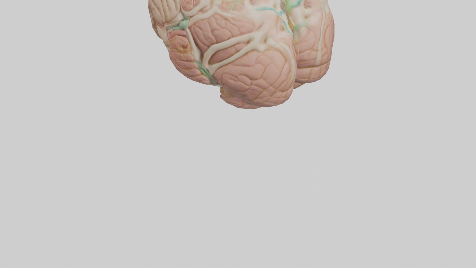 Human Medulla Oblongata Model Low-poly 3D model_4
