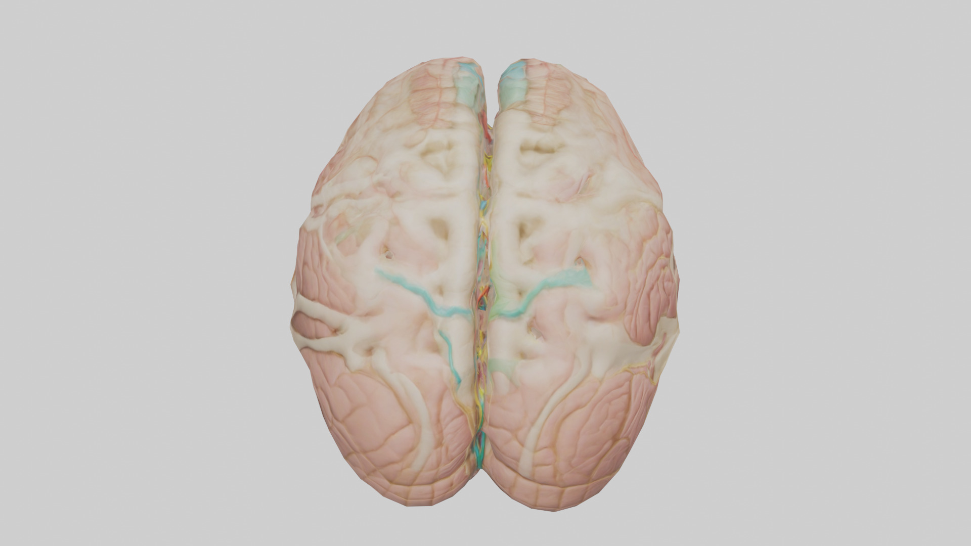 Human Medulla Oblongata Model Low-poly 3D model_15