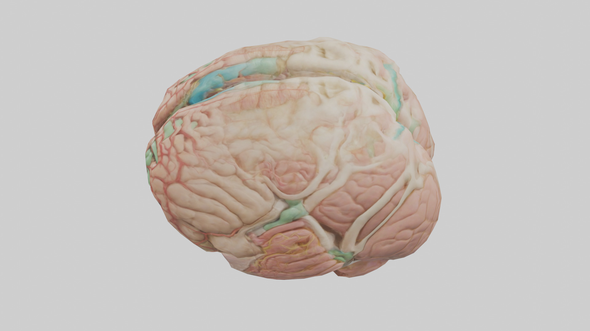 Human Medulla Oblongata Model Low-poly 3D model_17