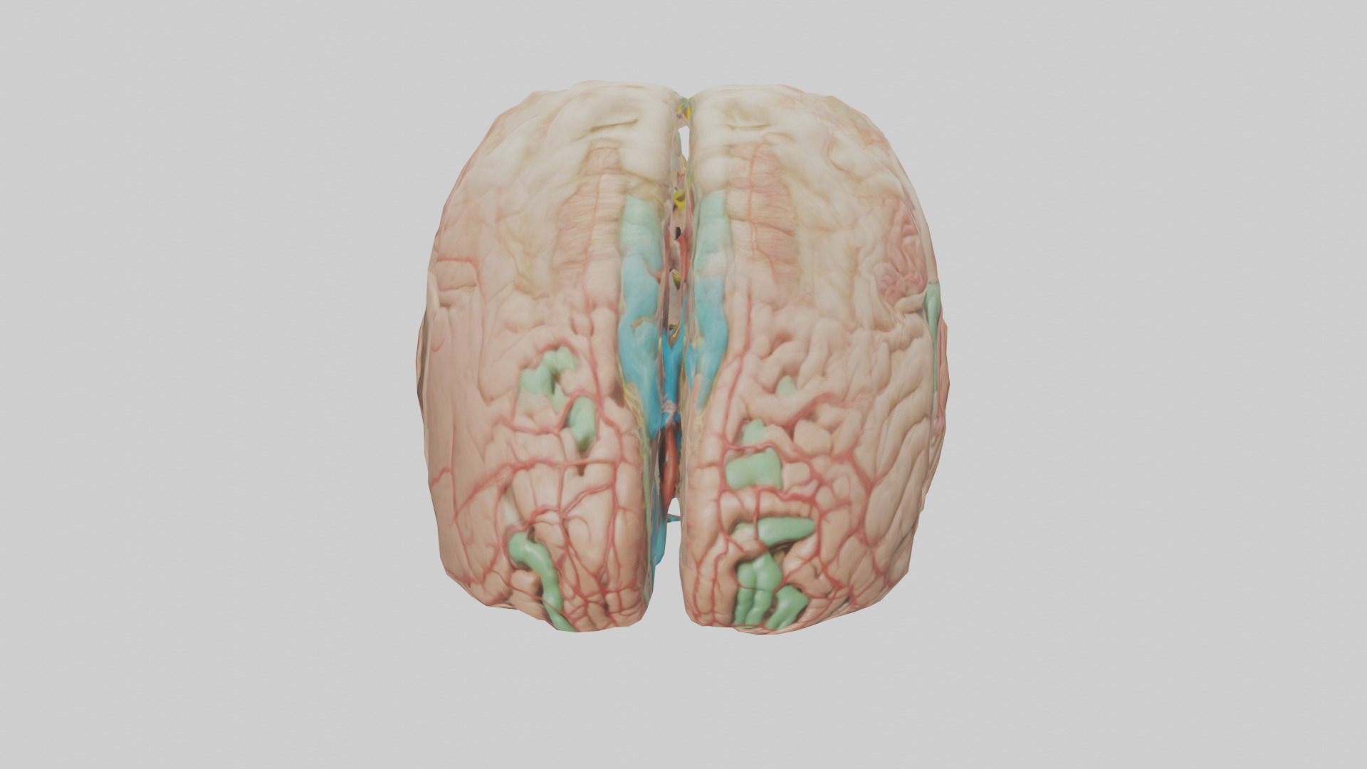 Human Medulla Oblongata Model Low-poly 3D model_16