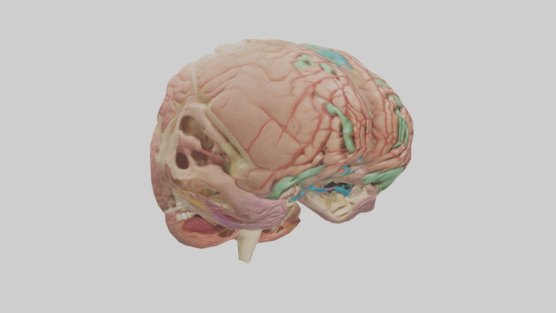 Human Medulla Oblongata Model Low-poly 3D model_8