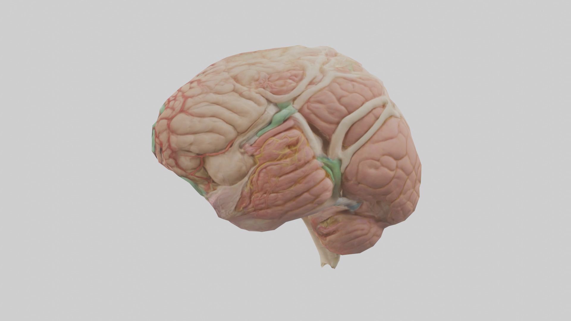 Human Medulla Oblongata Model Low-poly 3D model_12