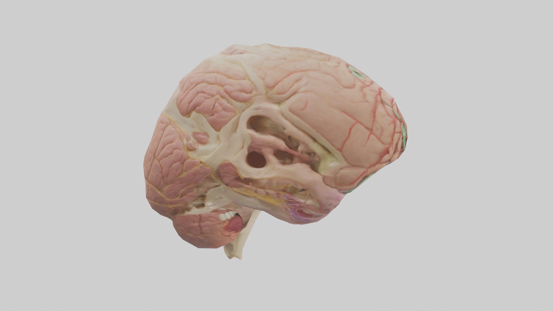 Human Medulla Oblongata Model Low-poly 3D model_13