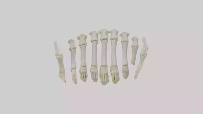 Human Metacarpals Model