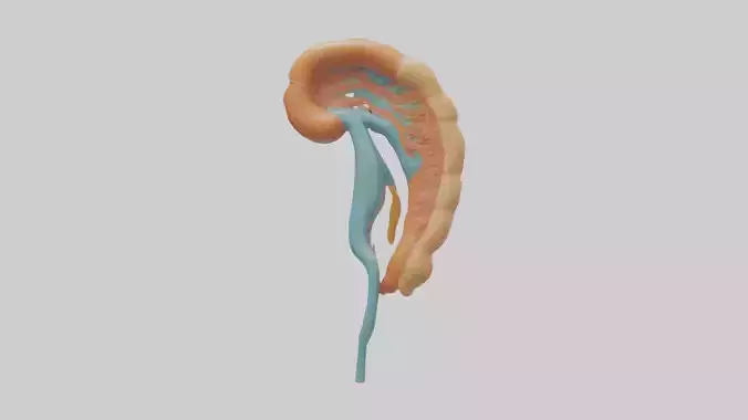Human Nephron Model