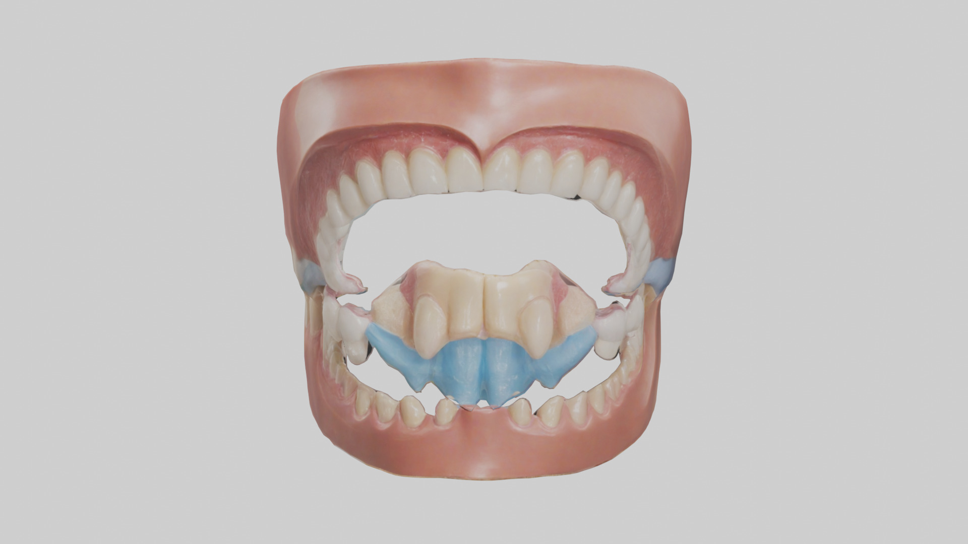 Human Oral Cavity Model Low-poly 3D model_11