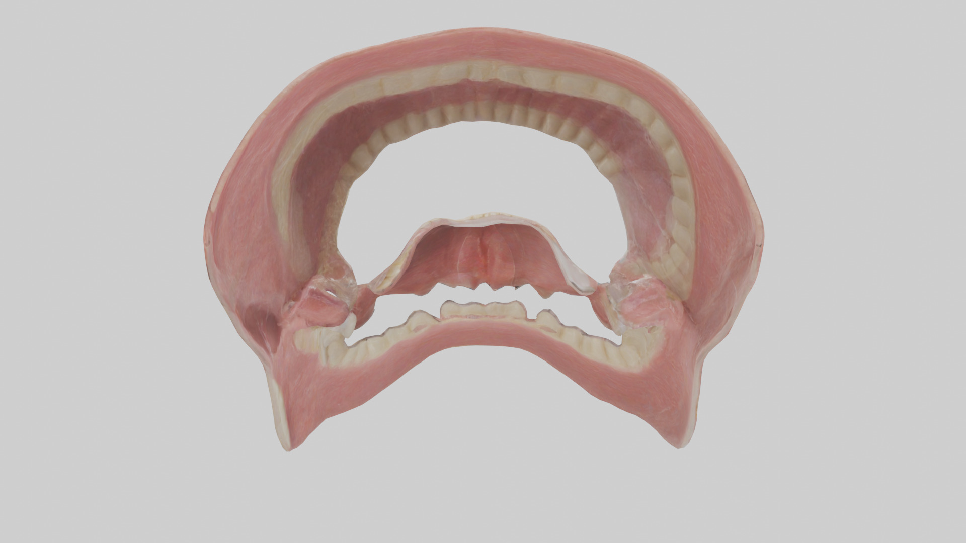 Human Oral Cavity Model Low-poly 3D model_15