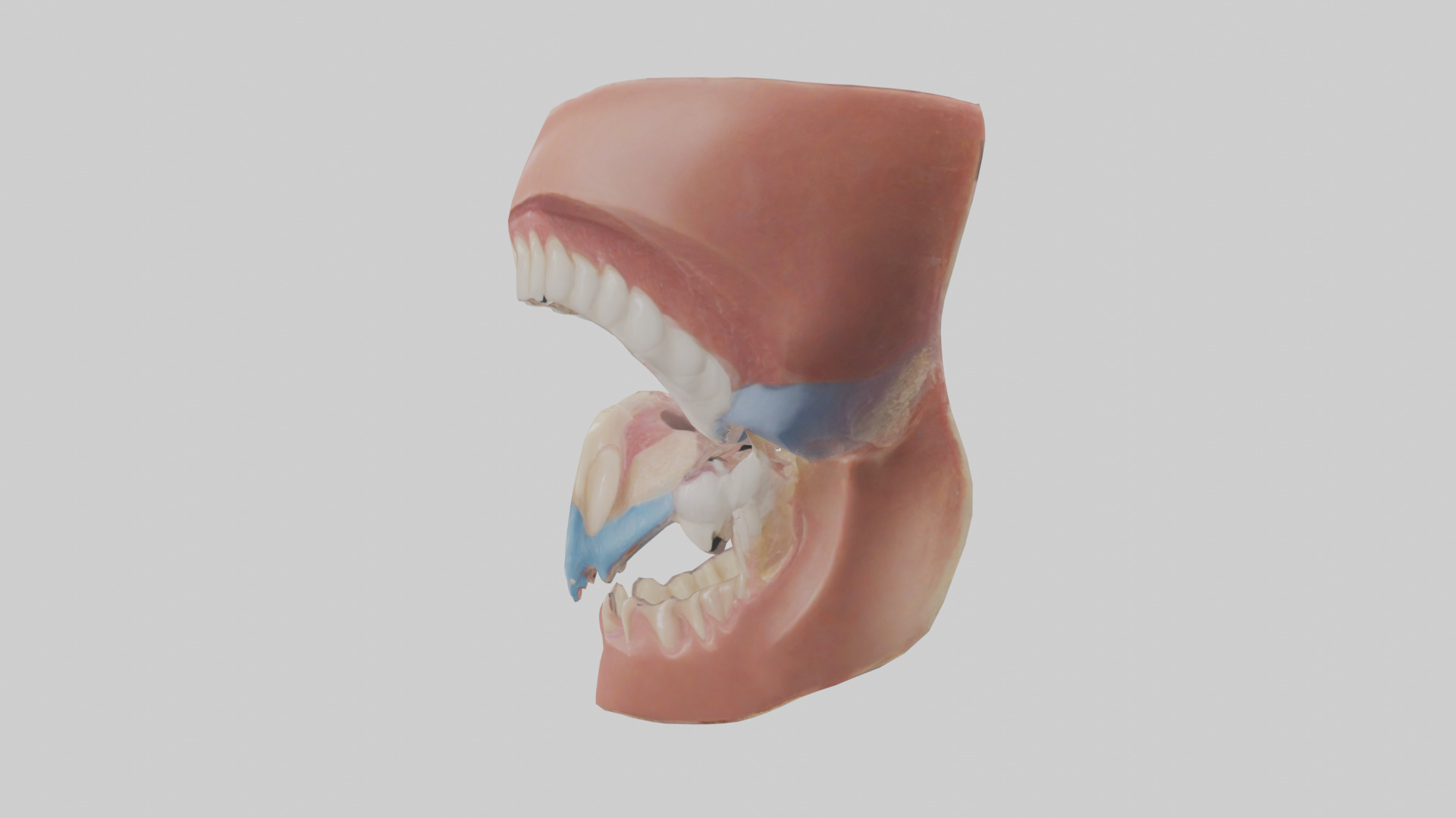 Human Oral Cavity Model Low-poly 3D model_12