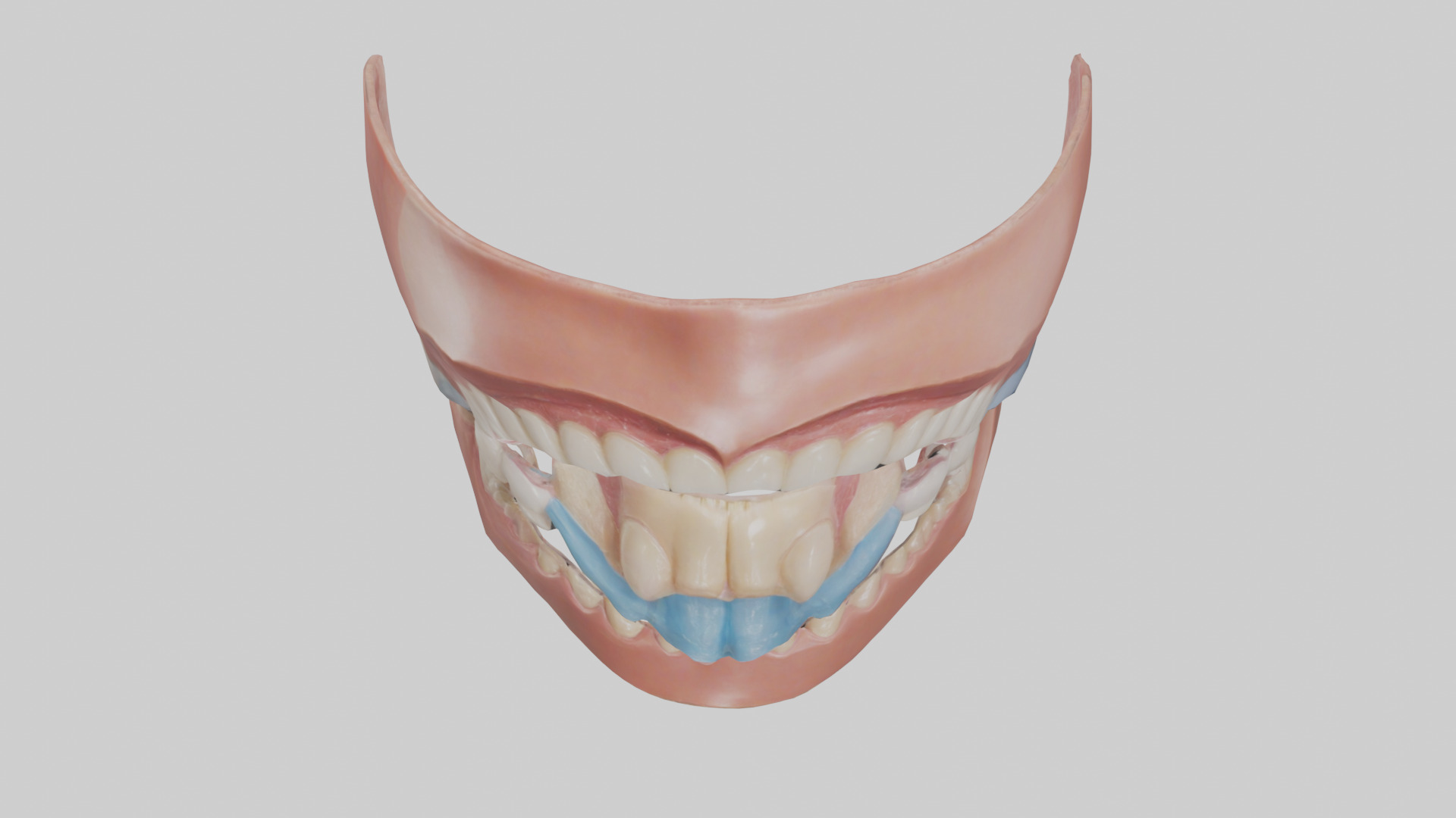 Human Oral Cavity Model Low-poly 3D model_16