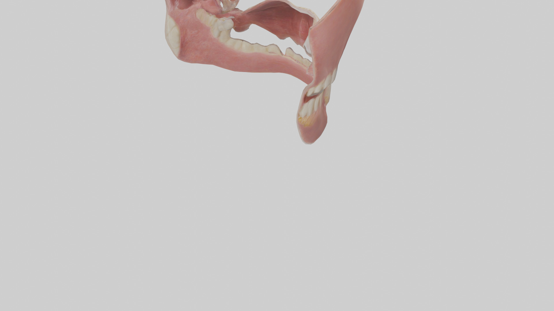 Human Oral Cavity Model Low-poly 3D model_6