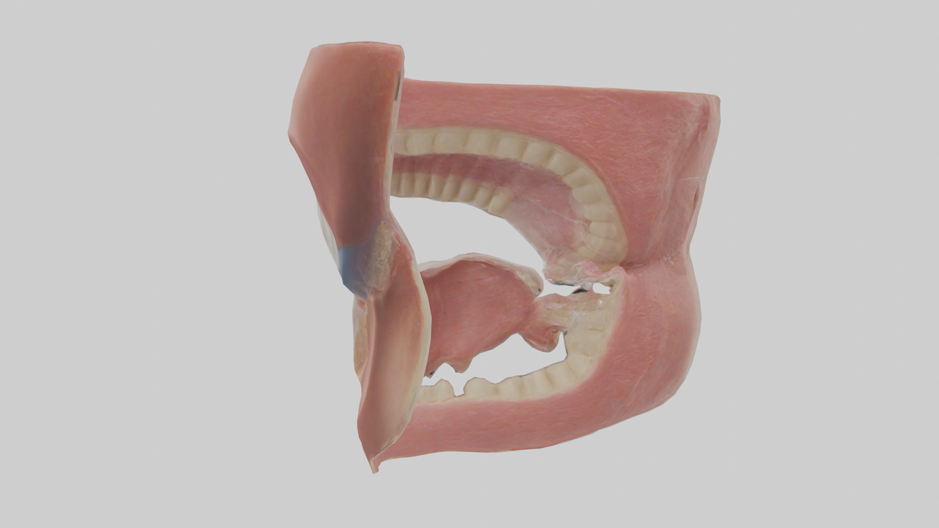Human Oral Cavity Model Low-poly 3D model_3