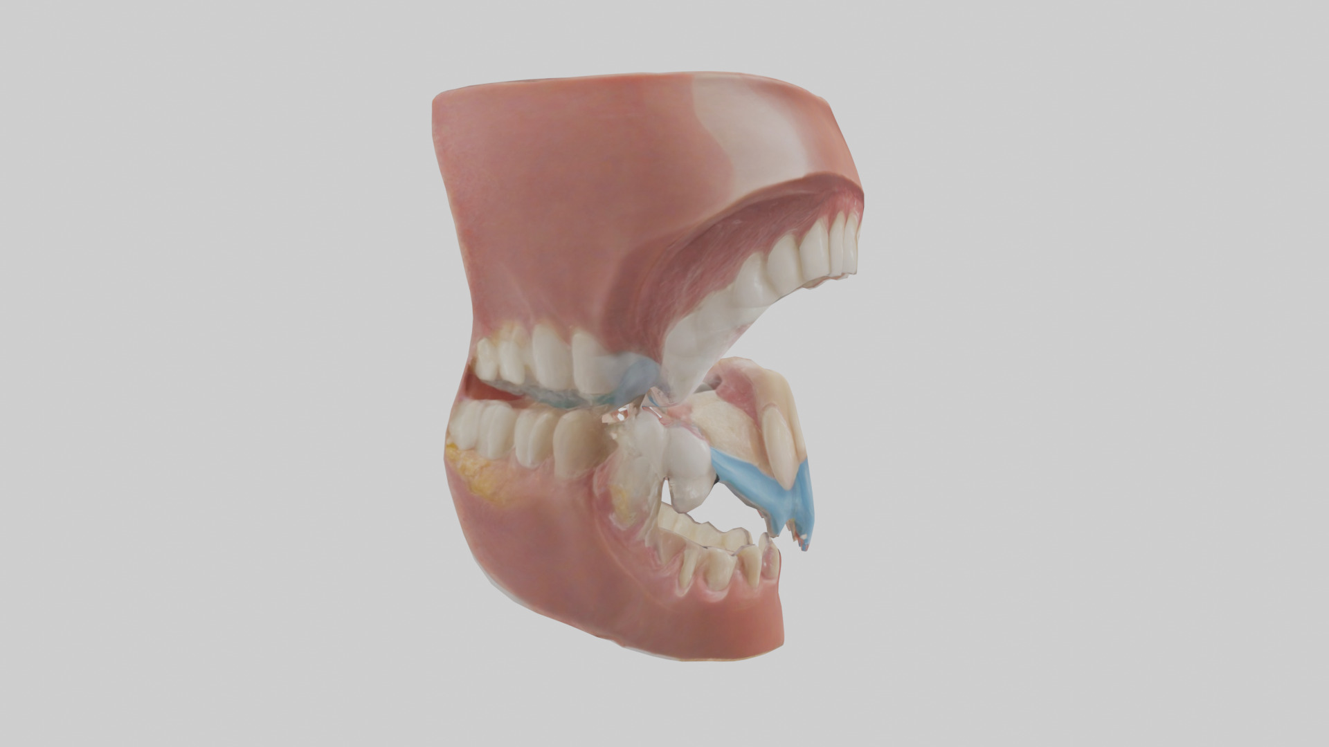 Human Oral Cavity Model Low-poly 3D model_13