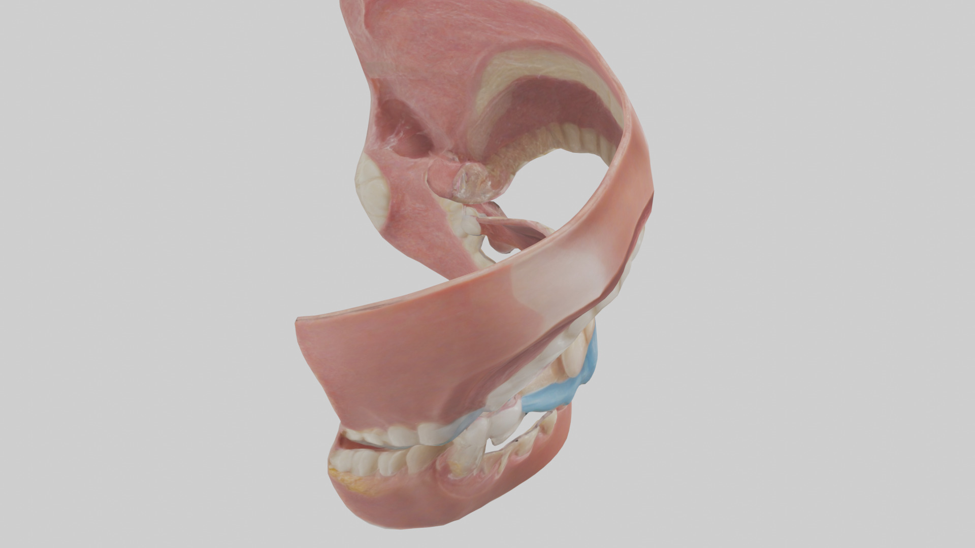 Human Oral Cavity Model Low-poly 3D model_18