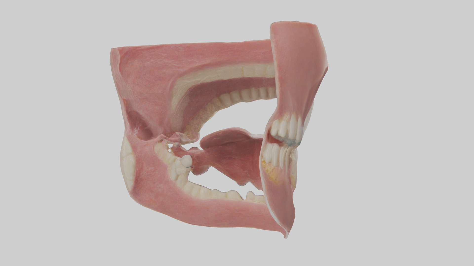Human Oral Cavity Model Low-poly 3D model_4