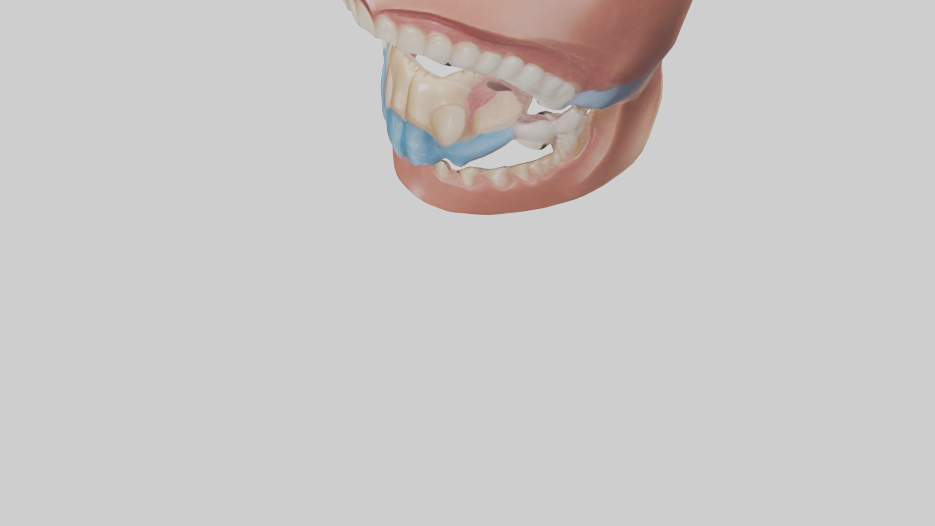 Human Oral Cavity Model Low-poly 3D model_7