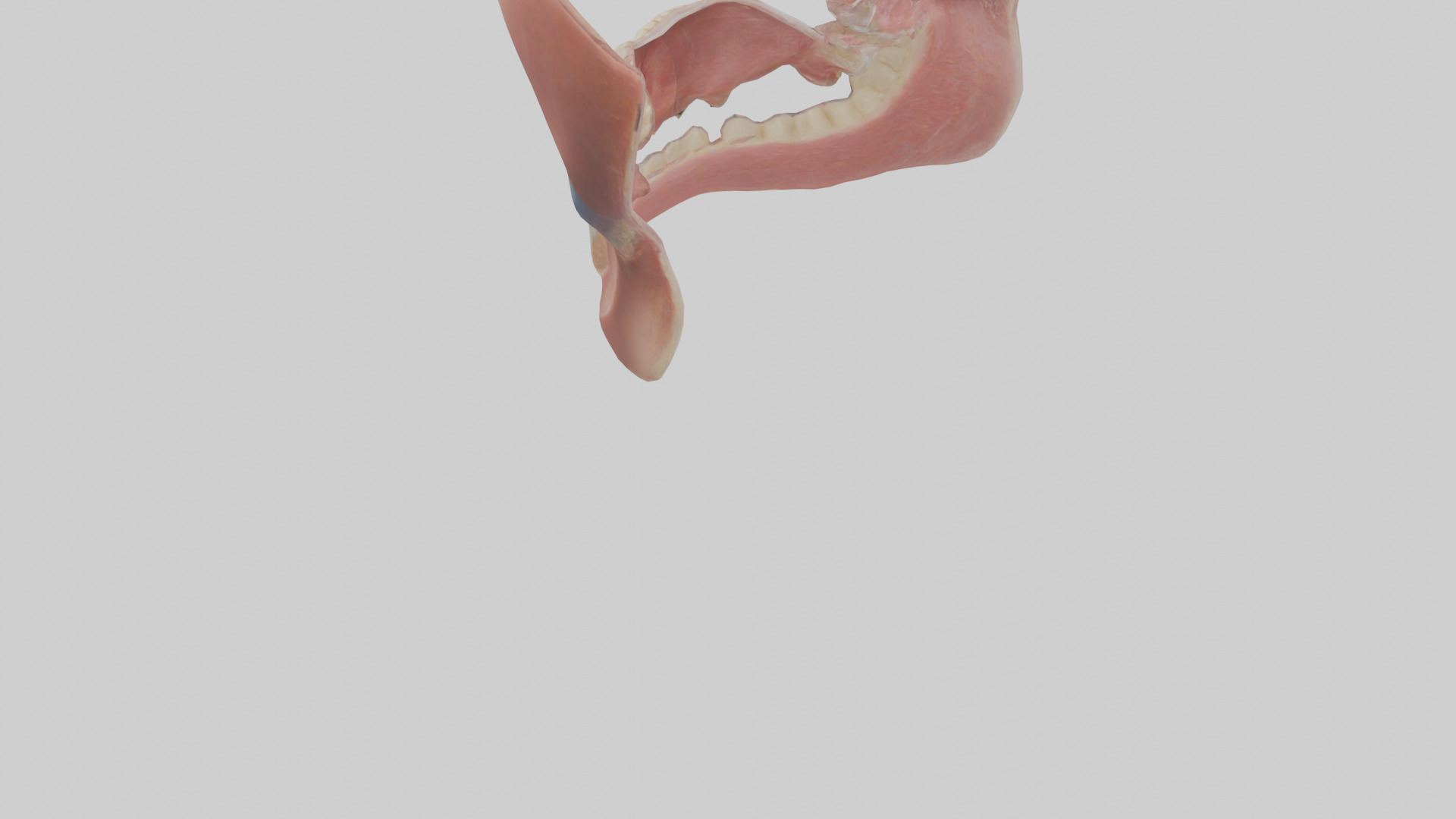 Human Oral Cavity Model Low-poly 3D model_5
