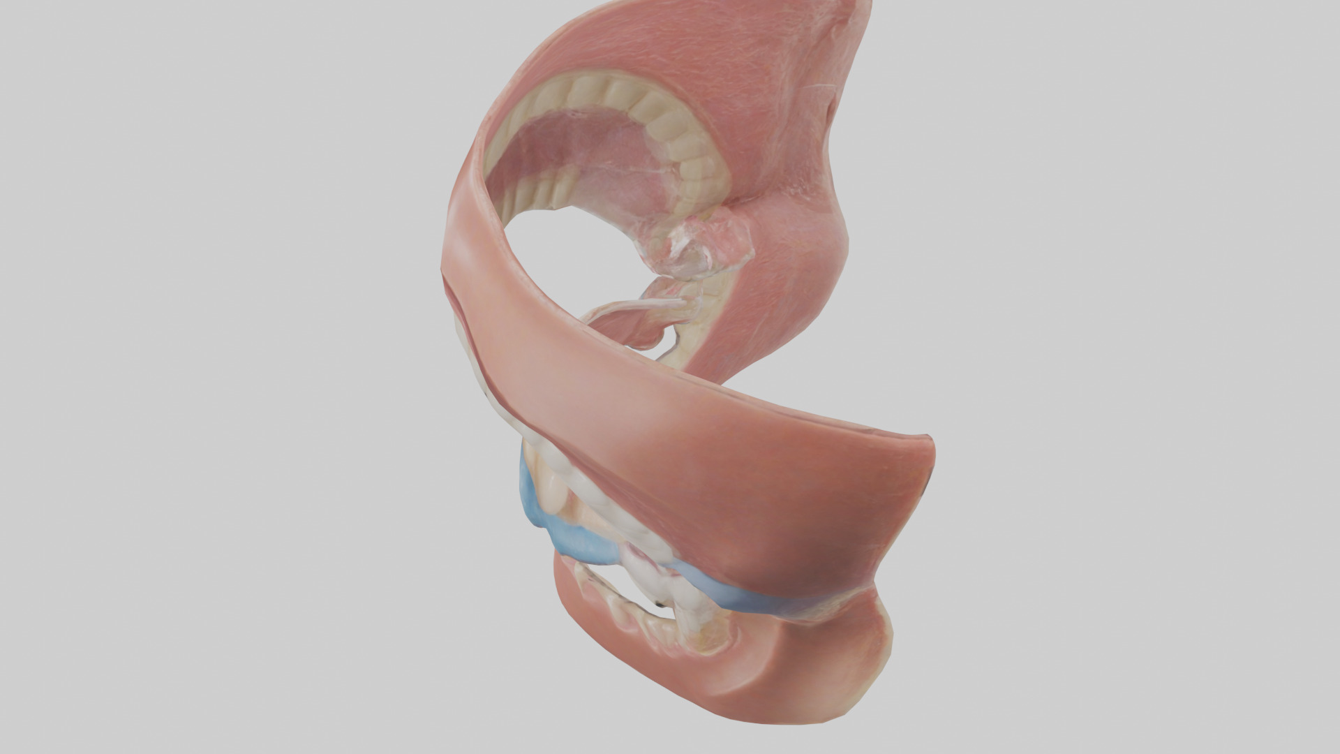 Human Oral Cavity Model Low-poly 3D model_17