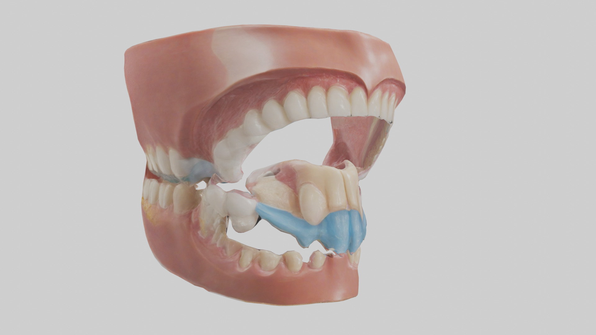 Human Oral Cavity Model Low-poly 3D model_1