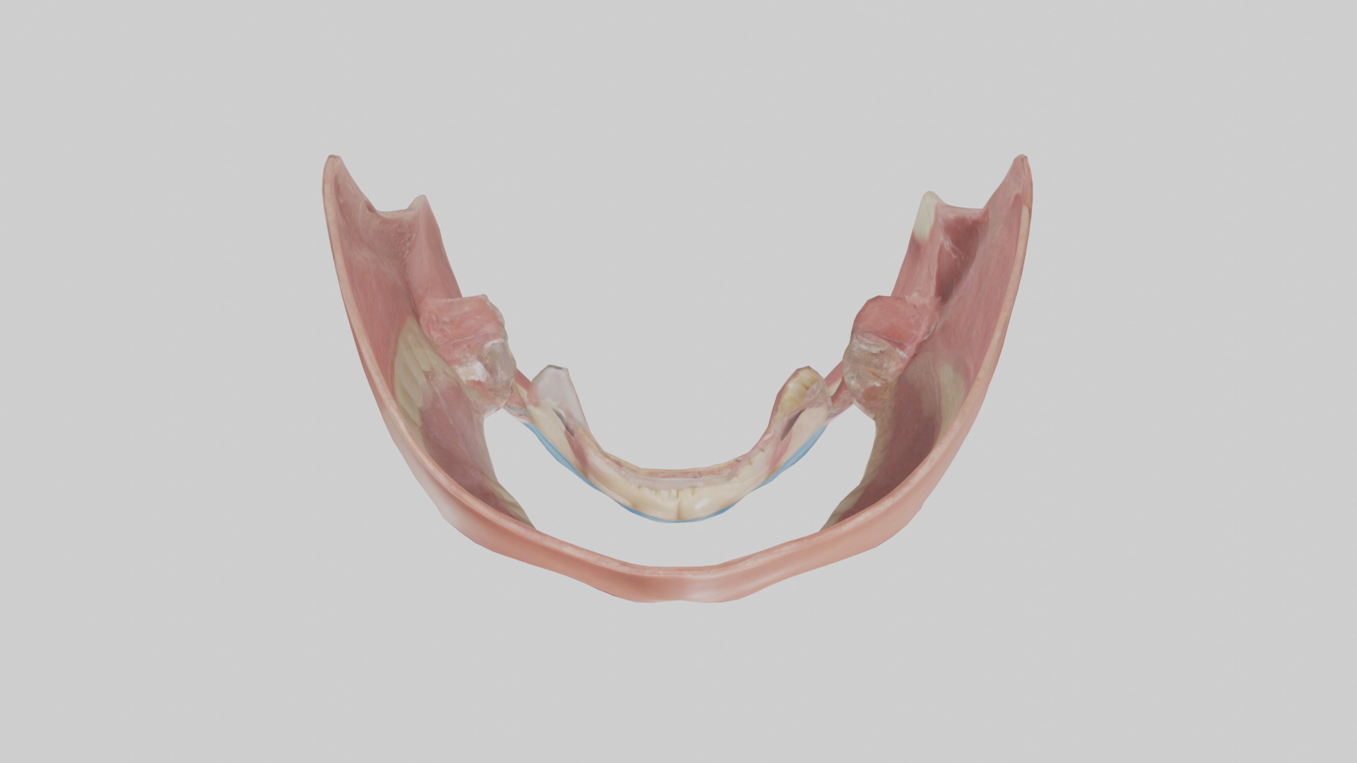 Human Oral Cavity Model Low-poly 3D model_14