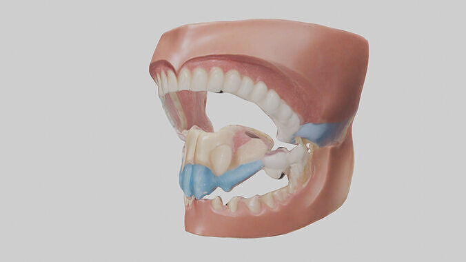 Human Oral Cavity Model Low-poly 3D model