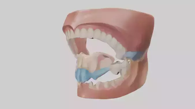 Human Oral Cavity Model