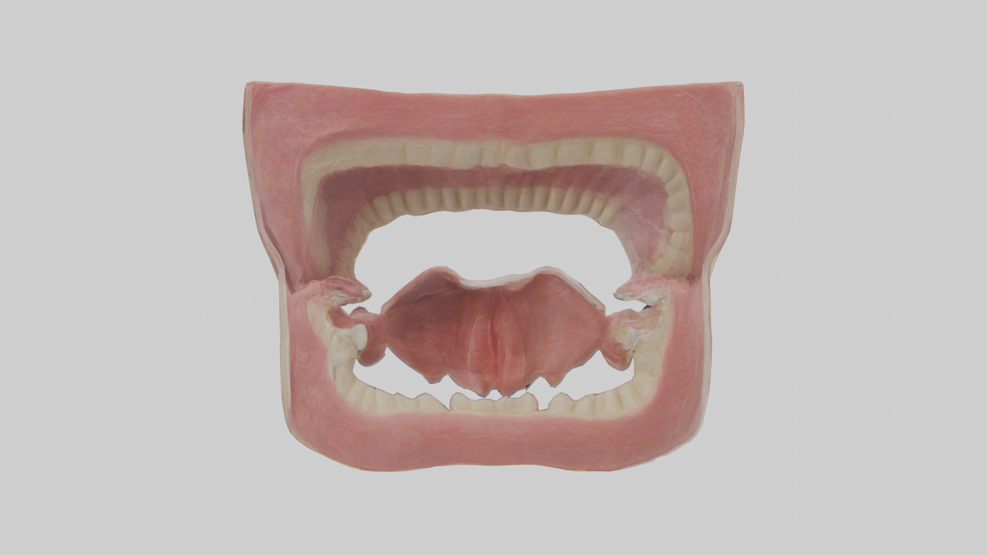 Human Oral Cavity Model Low-poly 3D model_2
