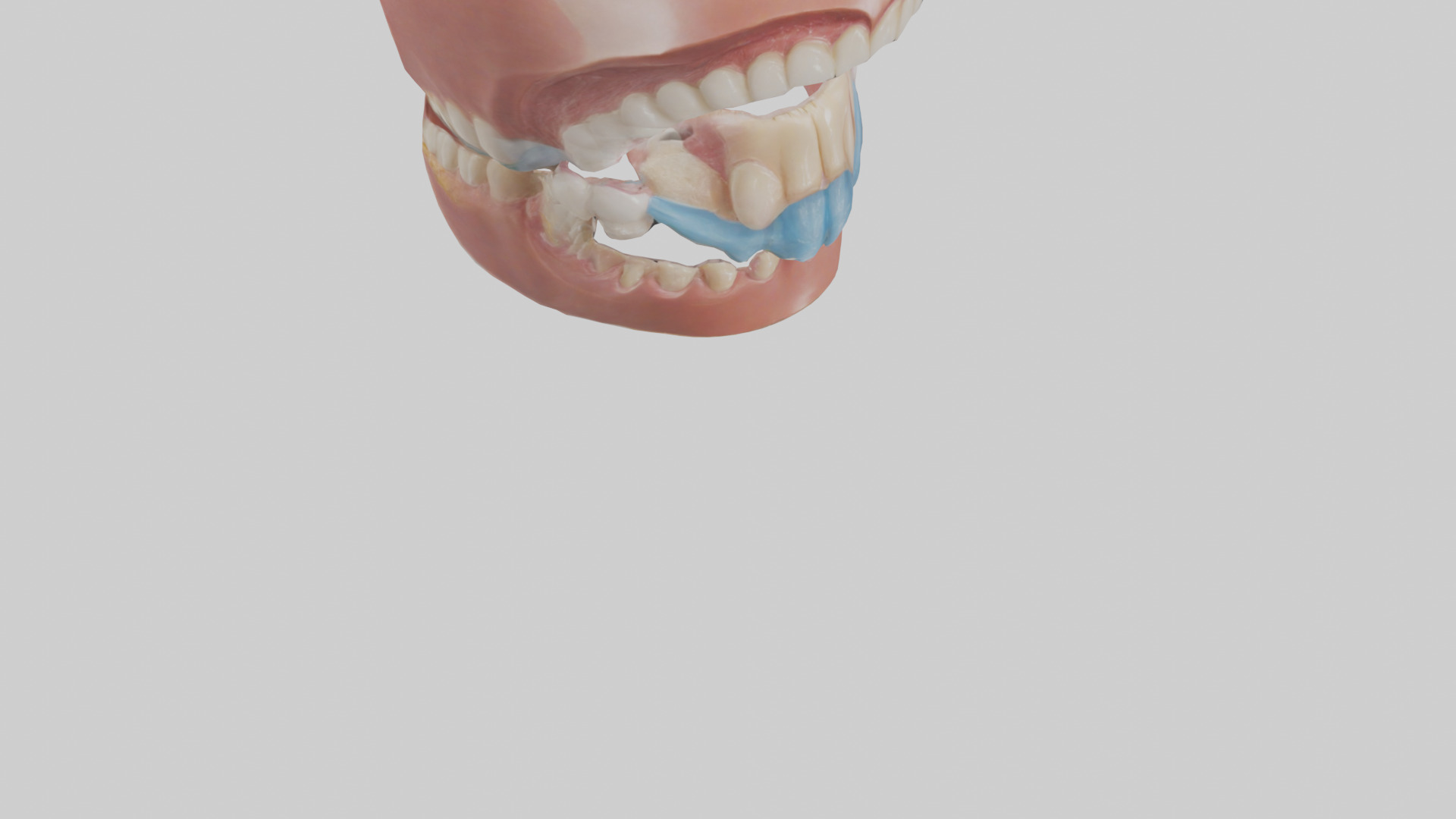 Human Oral Cavity Model Low-poly 3D model_8