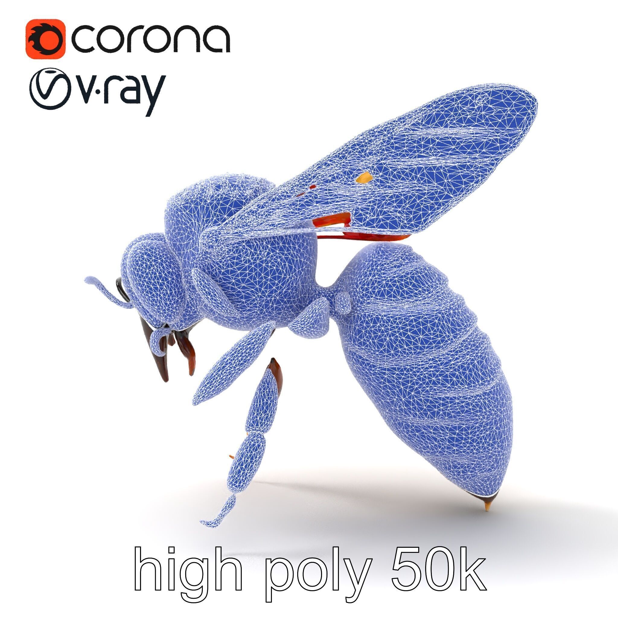 Honey Bee Realistic Anatomical Details model pack Low-poly 3D model_28