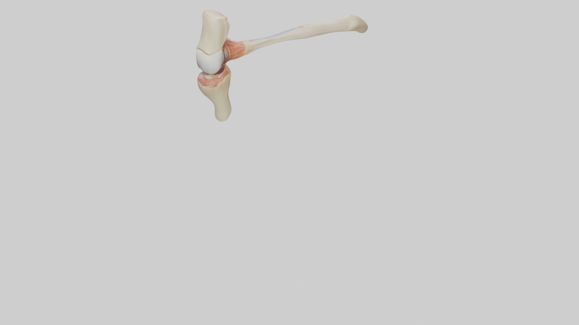 Human Patellar Tendon Model Low-poly 3D model_3
