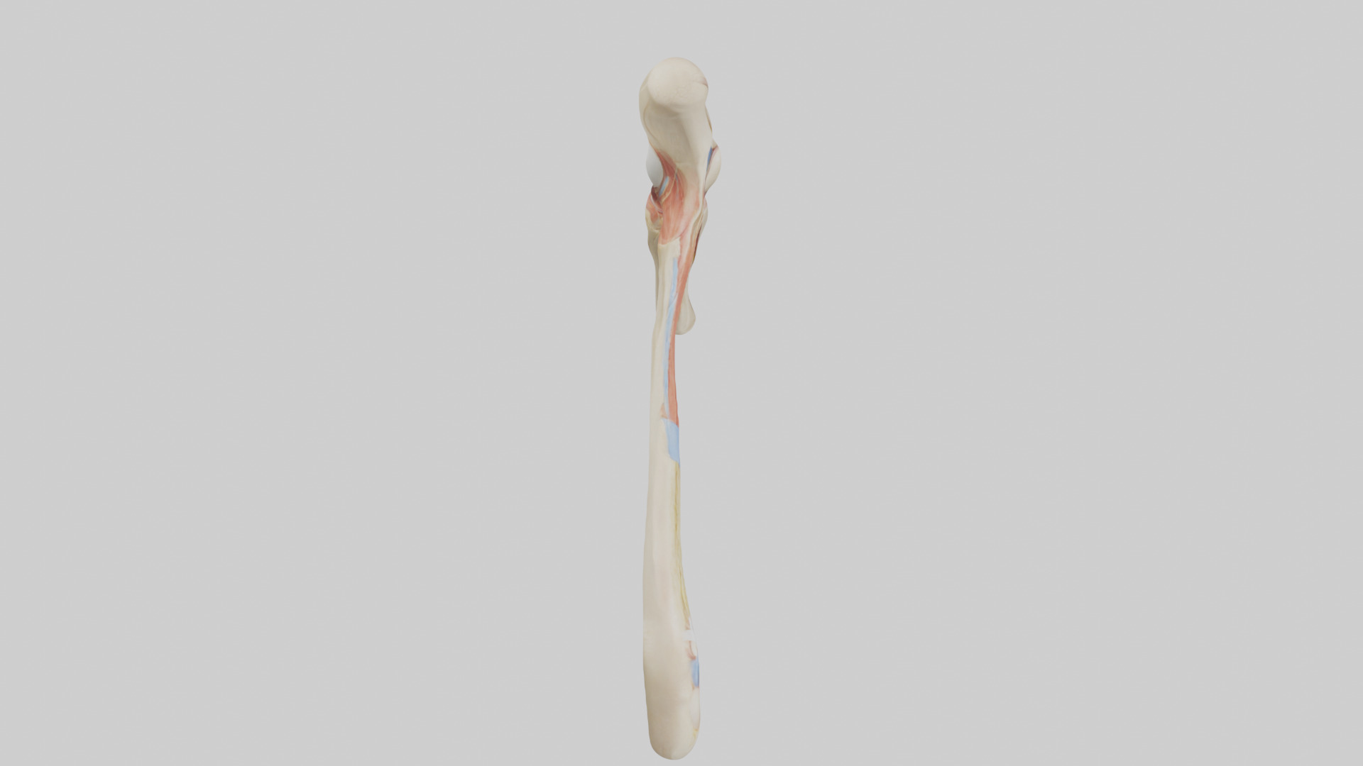 Human Patellar Tendon Model Low-poly 3D model_18