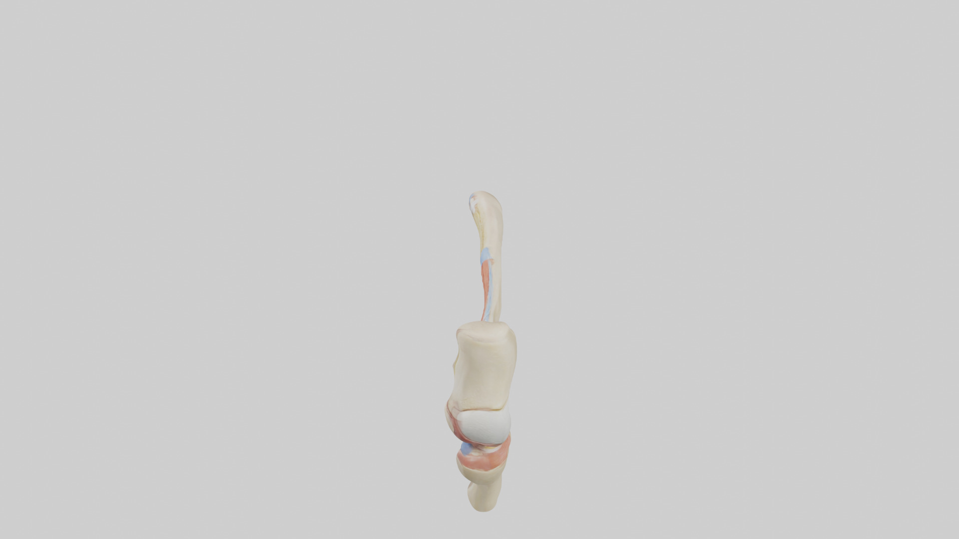 Human Patellar Tendon Model Low-poly 3D model_17