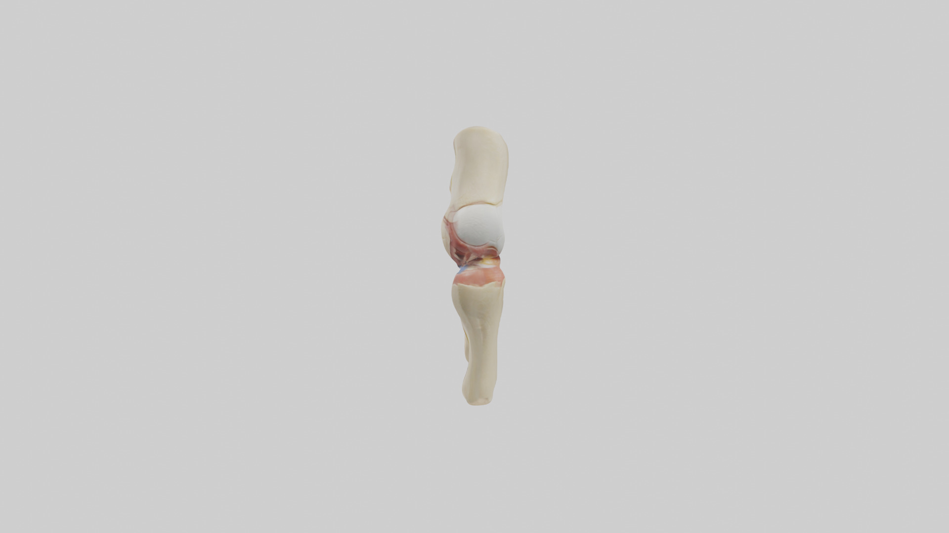 Human Patellar Tendon Model Low-poly 3D model_12