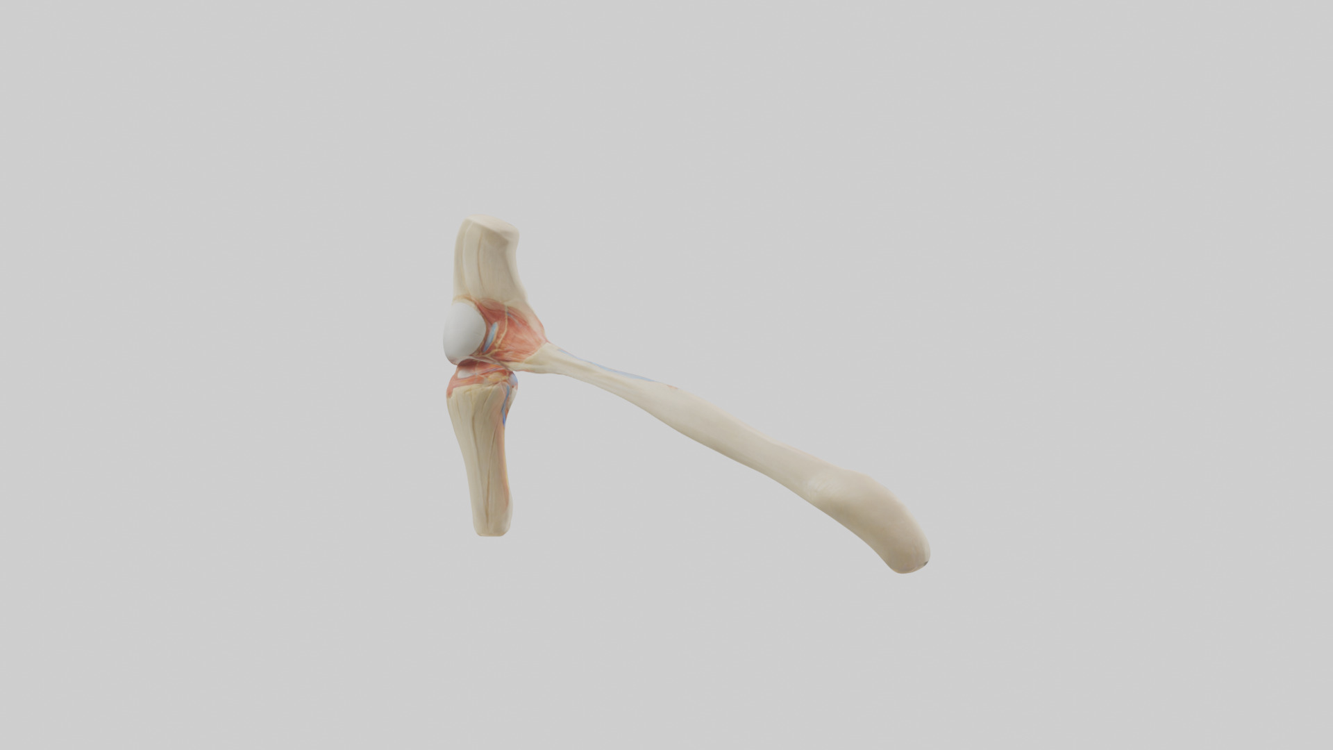 Human Patellar Tendon Model Low-poly 3D model_2